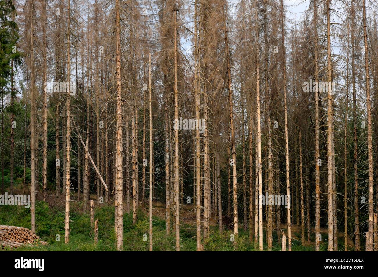 Frankreich, Haute Saone, Servance Dieback von Fichten, Rindenkäferattacken kombiniert mit Trockenheit, trockene Stämme Stockfoto