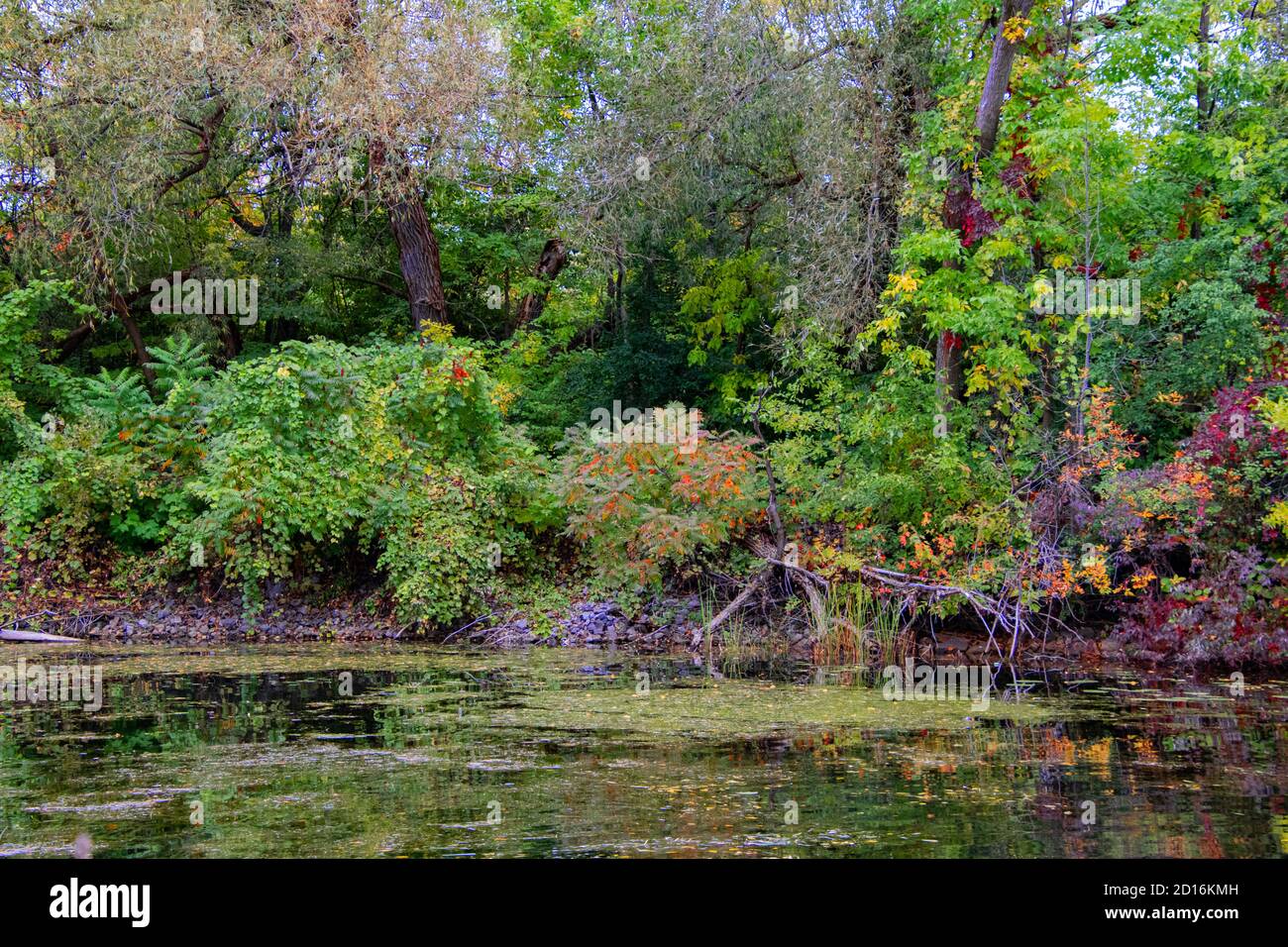 Herbstlaub in Pointe-des-Cascades. Stockfoto