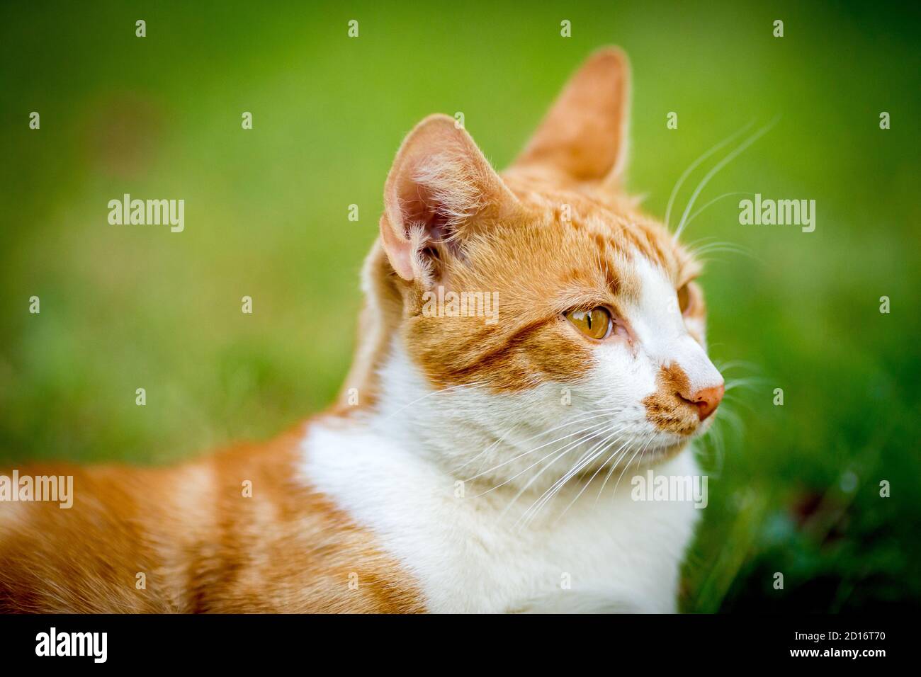Nahaufnahme Porträt von Ingwer männliche Katze im Hof, Blick seitlich, Haustiertier, PET-Fotografie von Katze spielen draußen, seichte selektive Fokus, verschwommenes grünes Gras Hintergrund Stockfoto
