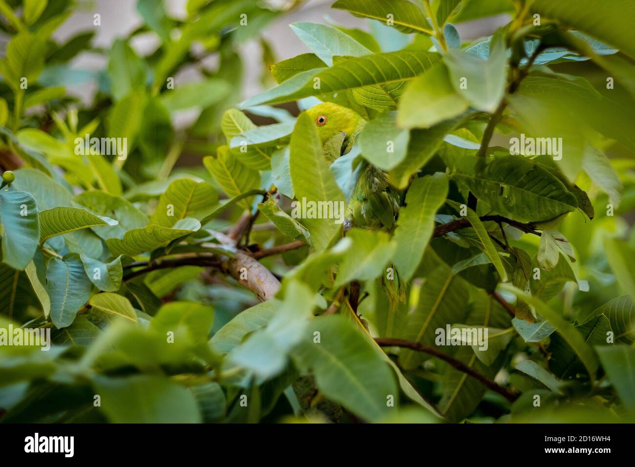 Asiatischer Ring-Rosé-Sittich auf einem Guava-Baum, der zwischen den Blättern getarnt ist. Stockfoto