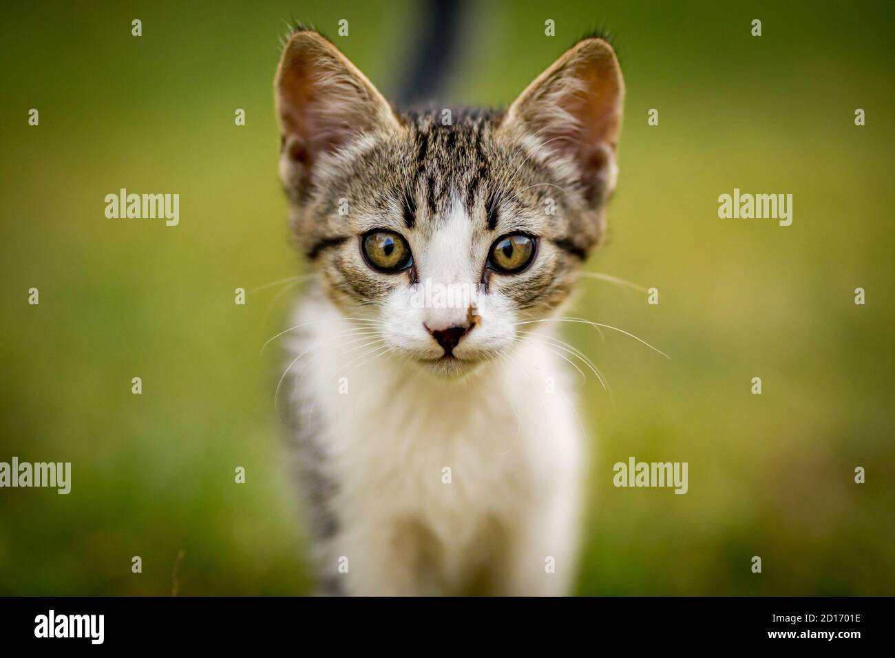 Nahaufnahme Porträt von schwarz-weißen männlichen Kätzchen im Hof, Blick auf die Kamera, Haustiertier, PET-Fotografie von Katze spielen draußen, seichte selektive Fokus, verschwommen grünen Gras Hintergrund Stockfoto