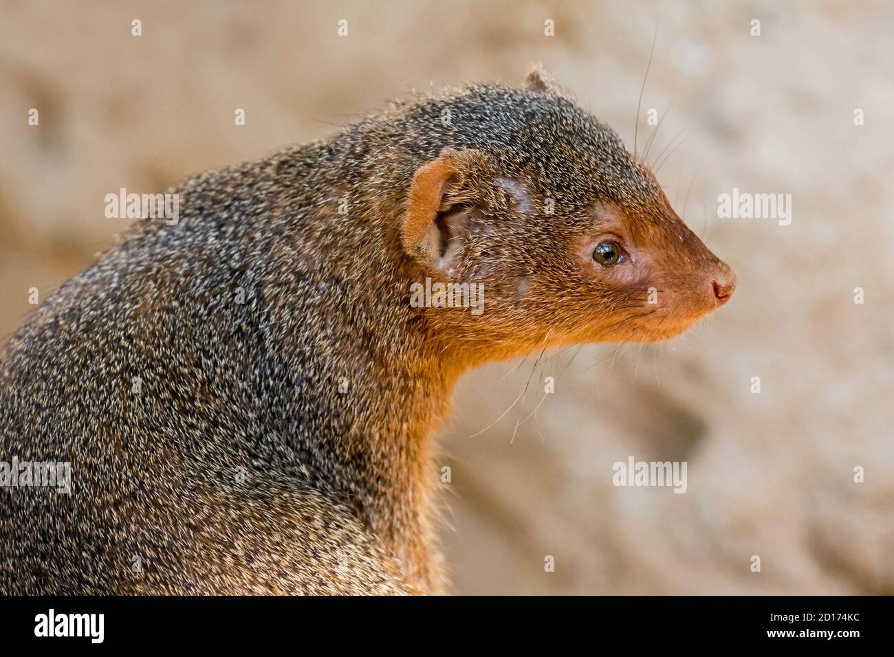 Gemeinsame dwarf Mongoose (Helogale parvula) Close-up Portrait, beheimatet in Ostafrika und im südlichen Zentralafrika Stockfoto