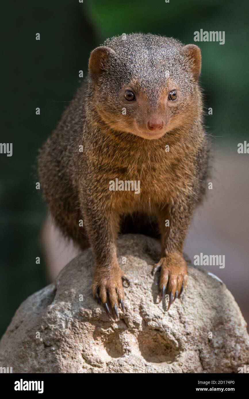 Zwergmungos (Helogale parvula) im Zoo, beheimatet im östlichen und südlichen Zentralafrika Stockfoto