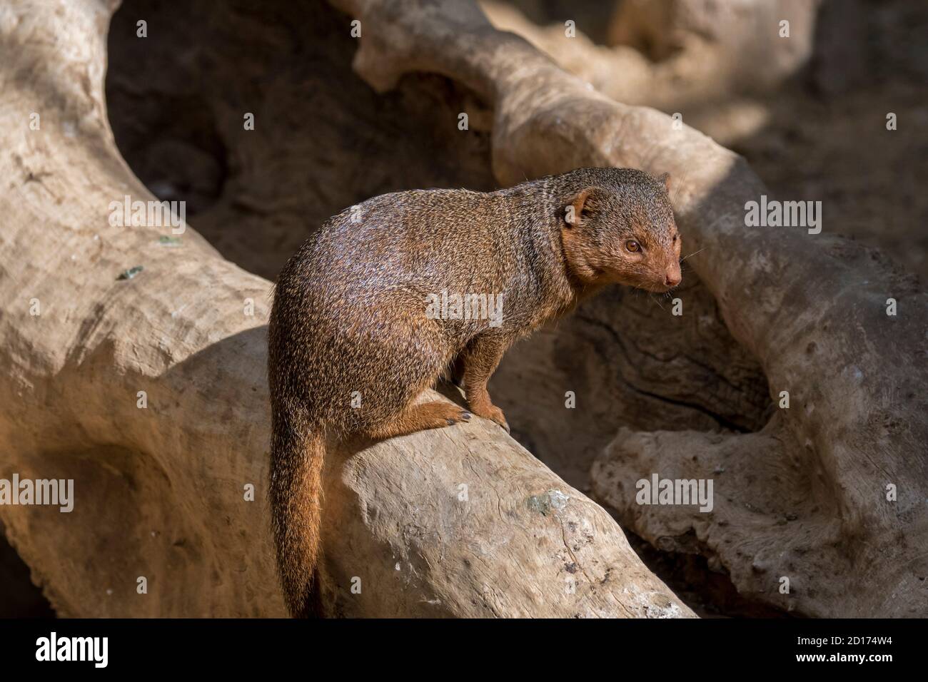 Zwergmungos (Helogale parvula), heimisch im östlichen und südlichen Zentralafrika Stockfoto