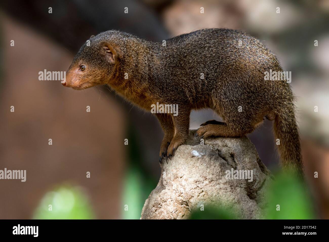 Zwergmungos (Helogale parvula) im Zoo, beheimatet im östlichen und südlichen Zentralafrika Stockfoto