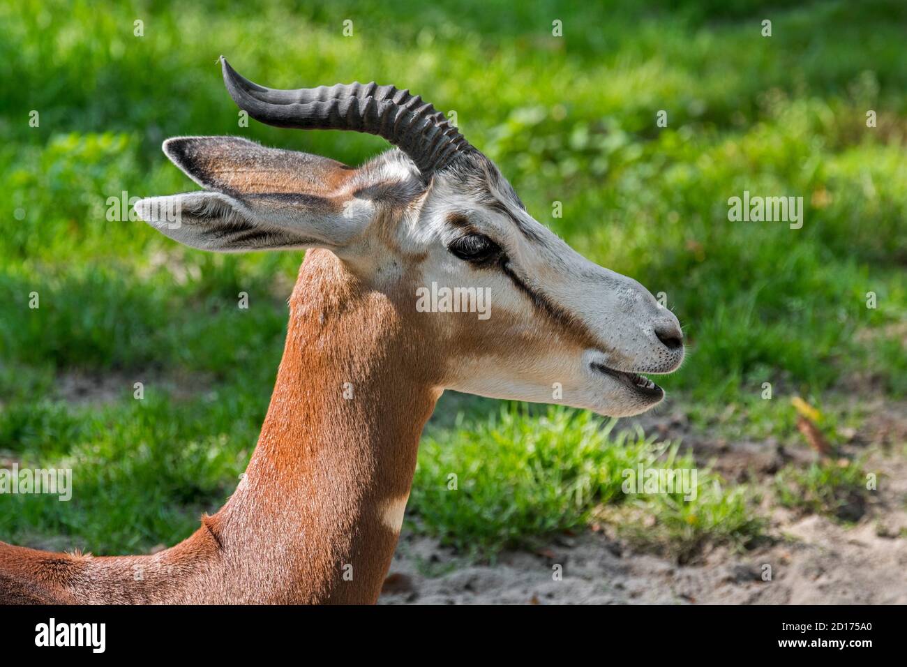 Mhorr Gazelle (Nanger dama mhorr), in freier Wildbahn ausgestorben, aber in Zuchtprogrammen in Gefangenschaft vorhanden Stockfoto