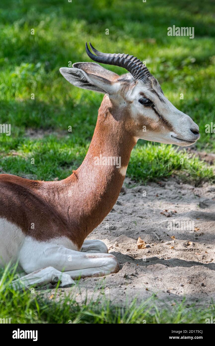 Mhorr Gazelle (Nanger dama mhorr), in freier Wildbahn ausgestorben, aber in Zuchtprogrammen in Gefangenschaft vorhanden Stockfoto