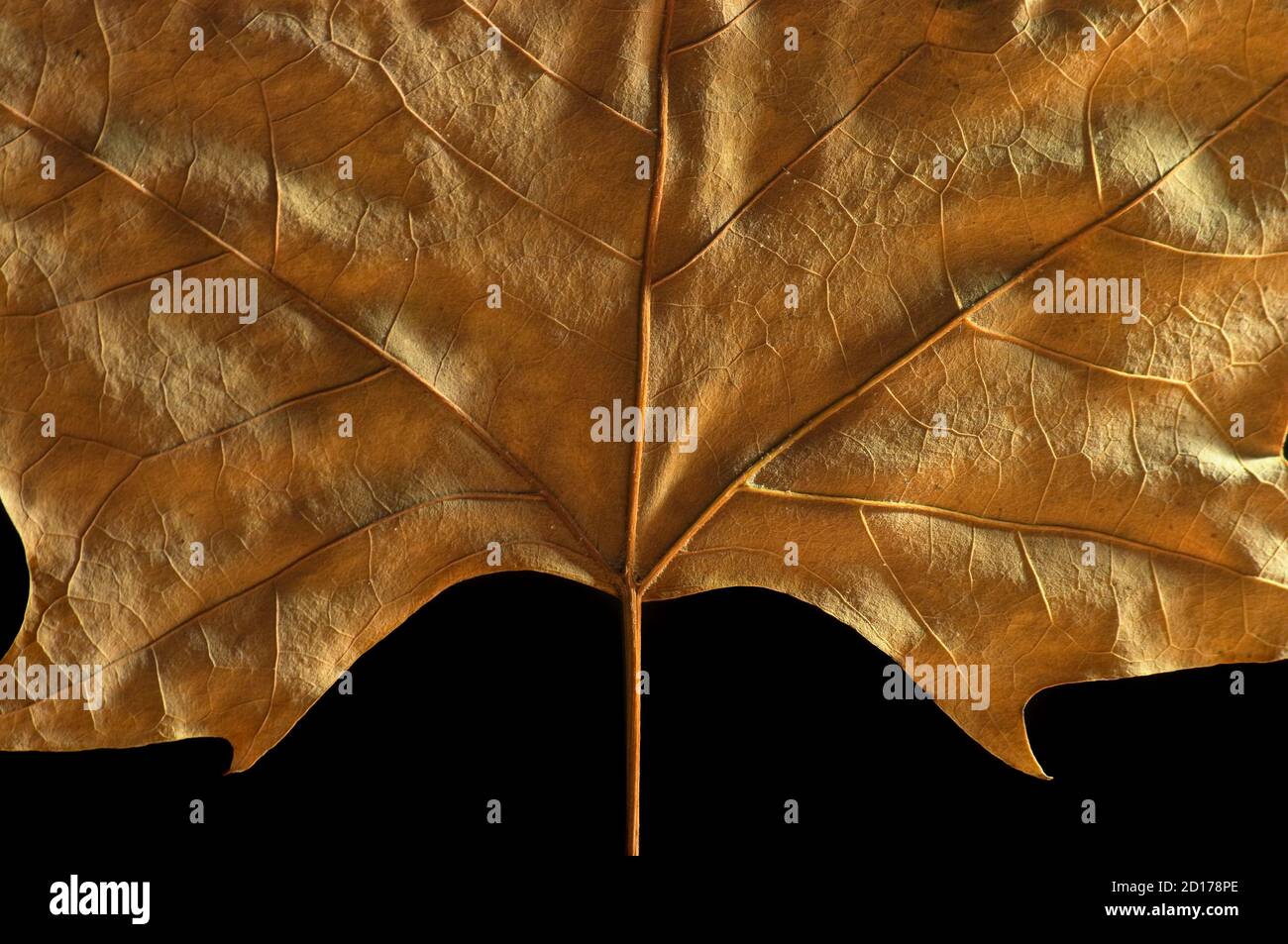 Herbst großes Blatt für Hintergrund oder als Dekoration mit schwarzem Hintergrund. Stockfoto