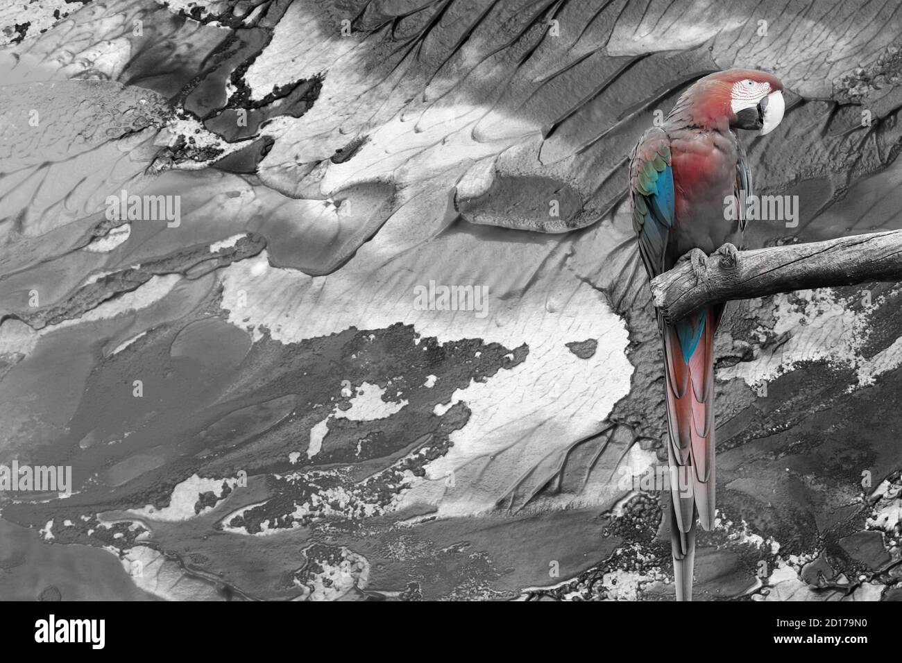 Interessanter farbiger Papagei, der auf einem Ast vor einem künstlerischen schwarz-weißen Hintergrund steht, Farbspritzer, Freiraum für Text in t Stockfoto