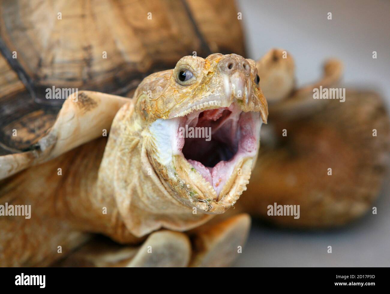 Afrikanische Spornschildkroten Stockfotos Und Bilder Kaufen Alamy