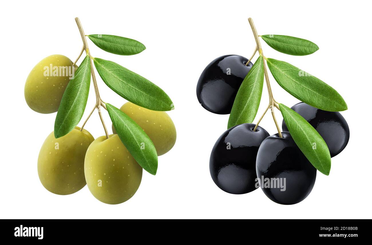 Olivenbaum Zweig mit grünen und schwarzen Oliven Stockfoto