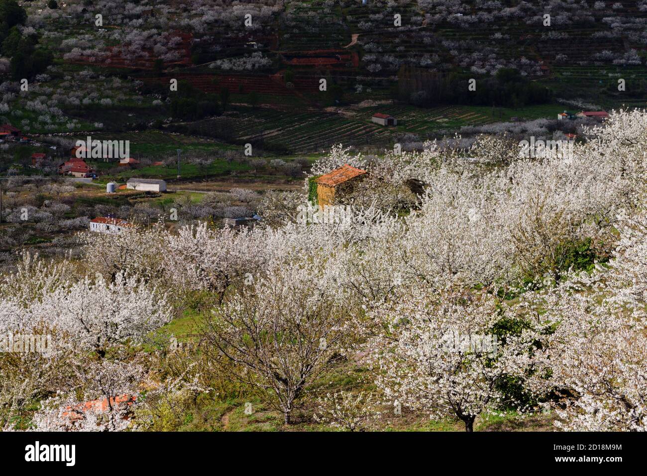 Cerezos en Flor -Prunus cerasus-, laderas de Piornal, valle del Jerte, Cáceres, Extremadura, Spanien, europa Stockfoto