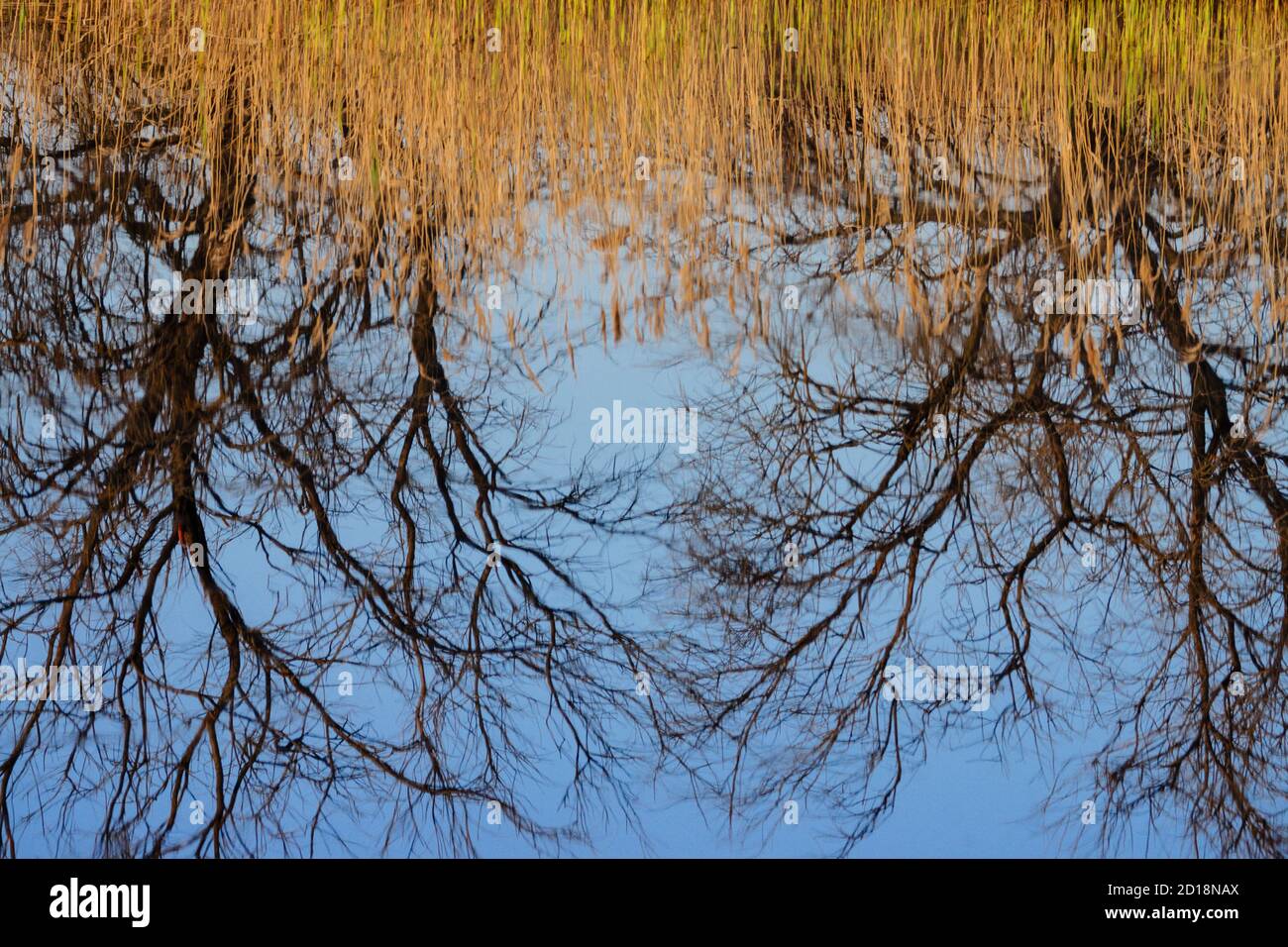 parque nacional Tablas de Daimiel, Ciudad Real, Castilla-La Mancha, españa, europa Stockfoto