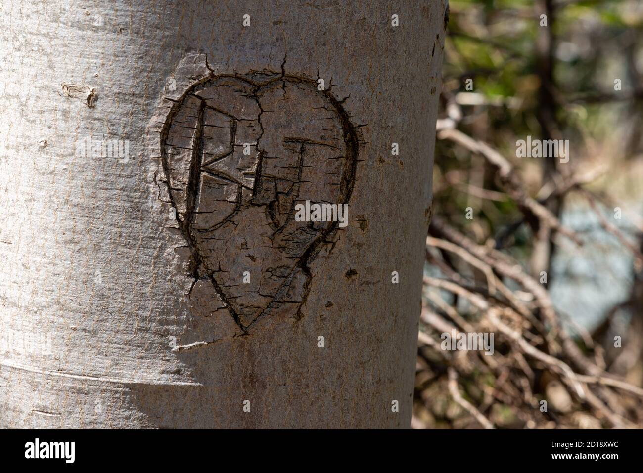 Die Buchstaben B & J in einem Birkenstamm geschnitzt. Die Buchstaben haben eine Herzform oder Zeichen um die Buchstaben. Stockfoto