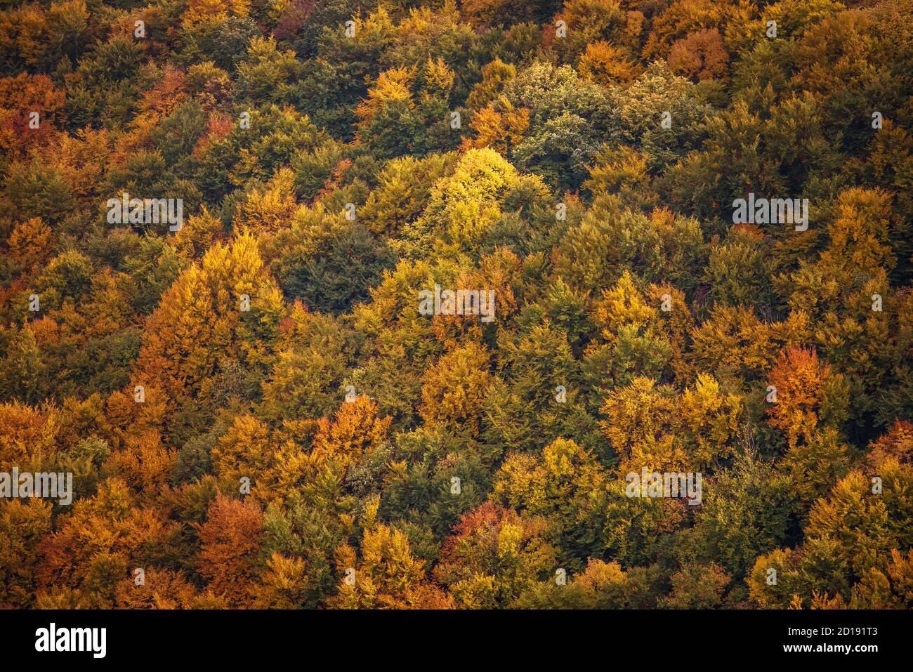 Schöne orange und rote Herbstwald. Stockfoto