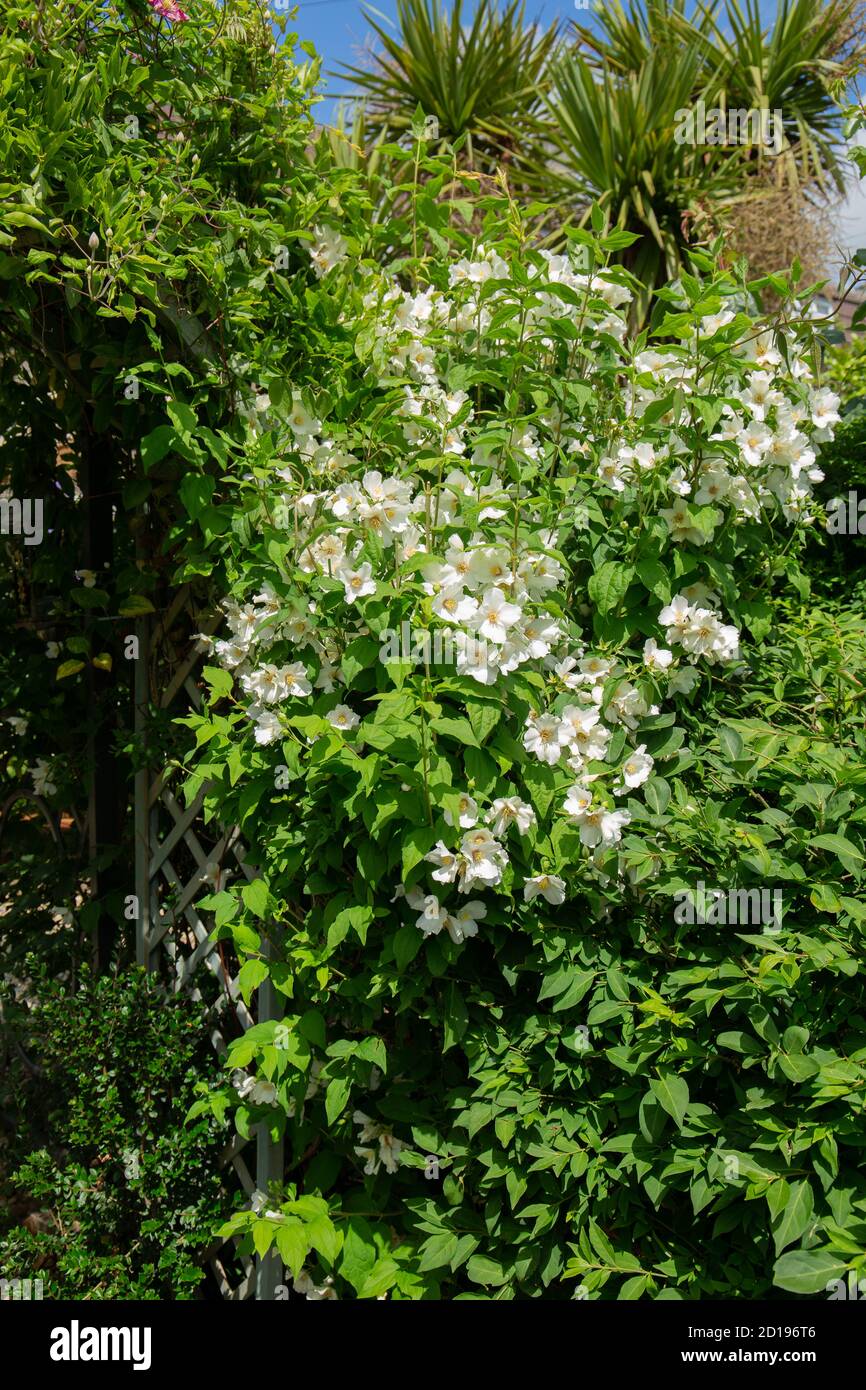 Philadelphus oder der gedeutete Orangenstrauch mit seinen duftenden, sommerblühenden weißen Blüten in voller Blüte Stockfoto