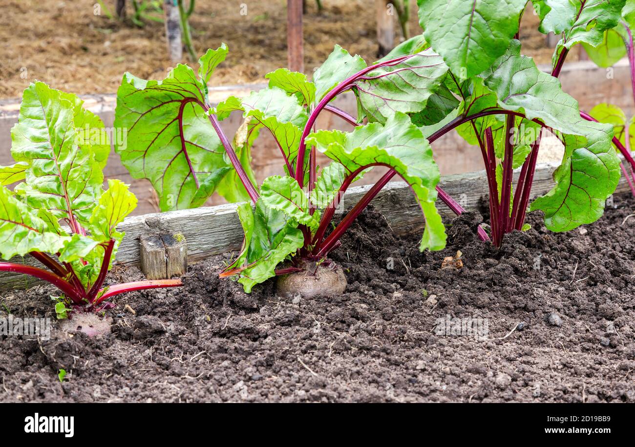Im Sommer wächst die Rote Bete im Gemüsegarten Stockfoto