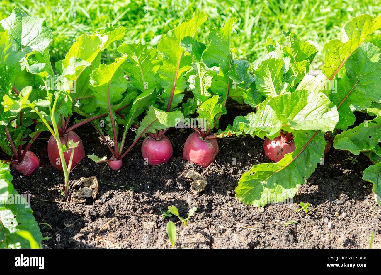 Frischer Bio-Rettich mit grünen Blättern wächst im Gemüse Garten Stockfoto