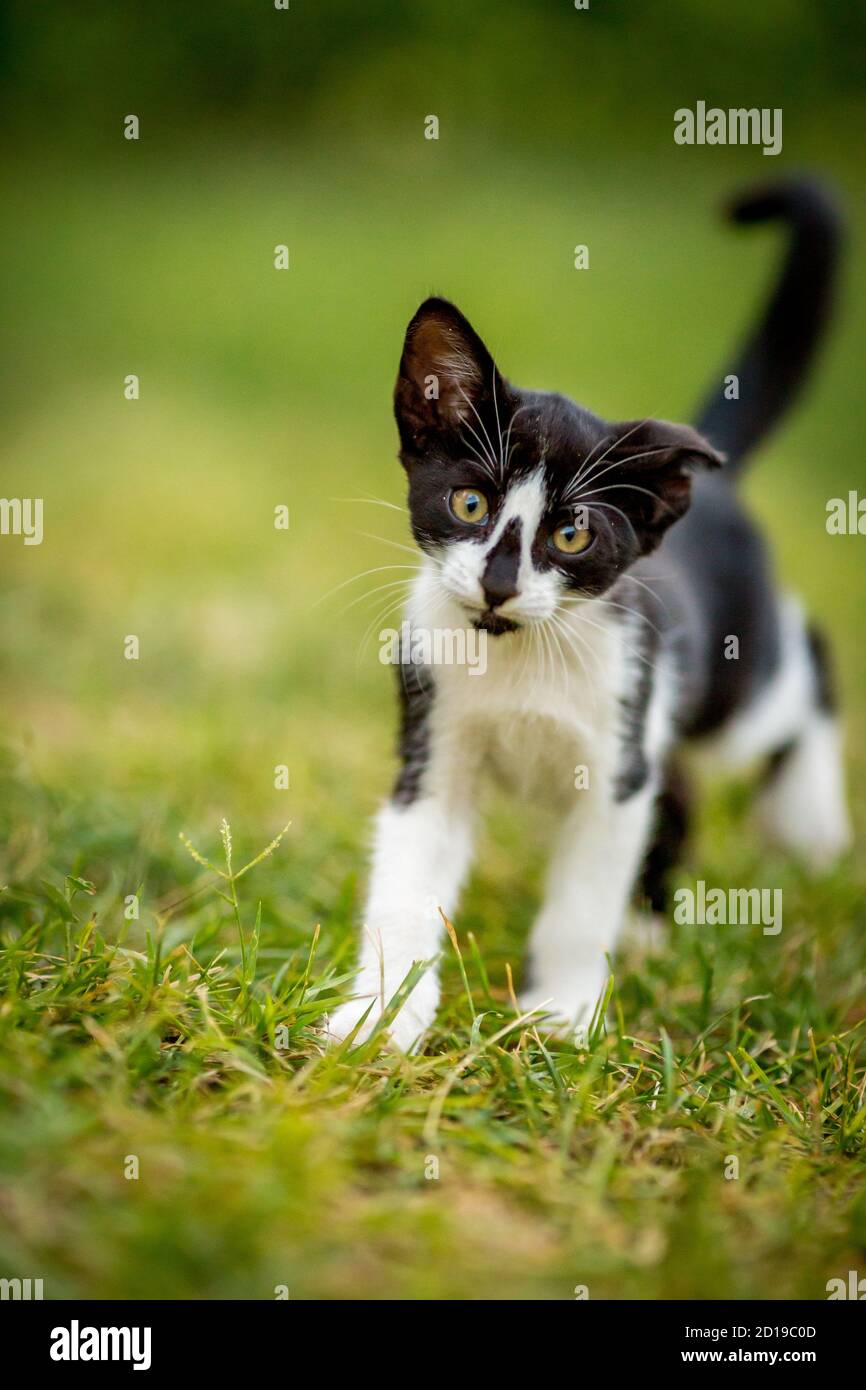 Nahaufnahme Porträt von schwarz-weißen männlichen Kätzchen im Hof, Blick auf die Kamera, Haustiertier, PET-Fotografie von Katze spielen draußen, seichte selektive Fokus, verschwommen grünen Gras Hintergrund Stockfoto
