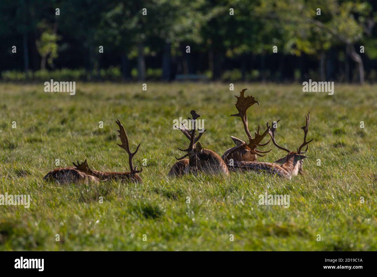 Brachböcke oder Hirsche mit großen Geweihen ruhen während der Reh-Brunftzeit im Phoenix Park, Dublin, Irland Stockfoto