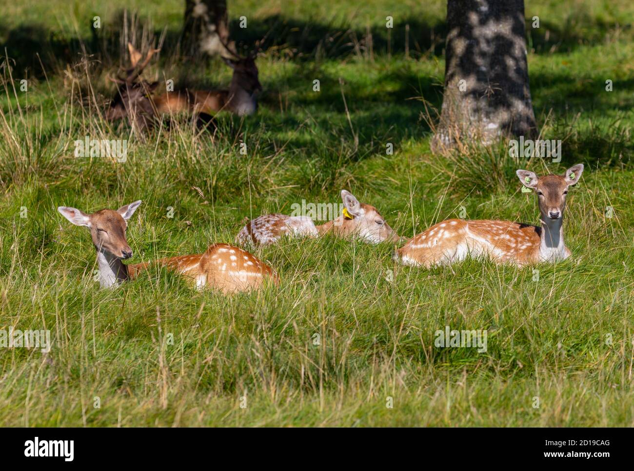Weiblicher Damhirsch tut Hinden, drei ruhen auf Gras im Sonnenschein, mit männlichen Hirschen darüber hinaus. Phoenix Park, Dublin, Irland. Tierwelt 'Dama Dama' Stockfoto