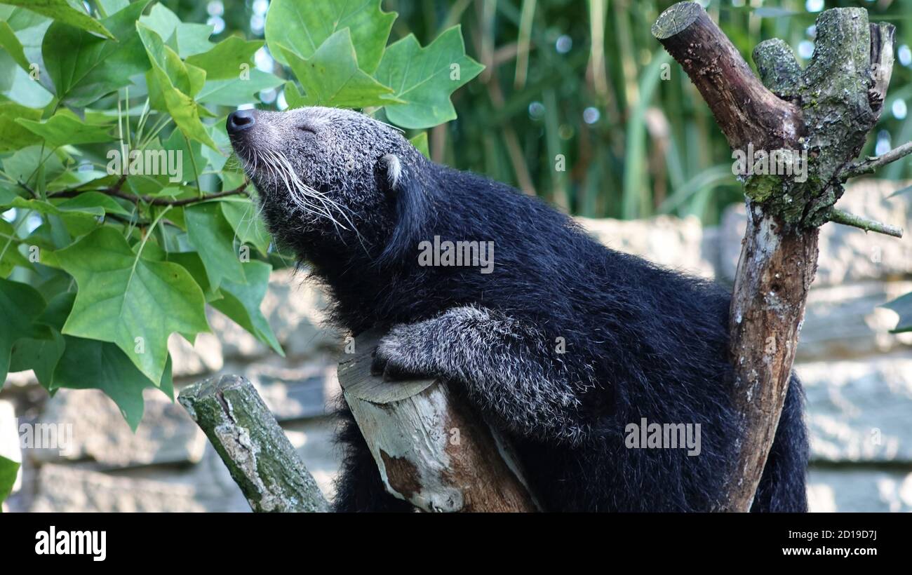 Ein Binturong-Bär sitzt mit seinen Augen auf einem Baum Geschlossen saugt Gerüche an Stockfoto