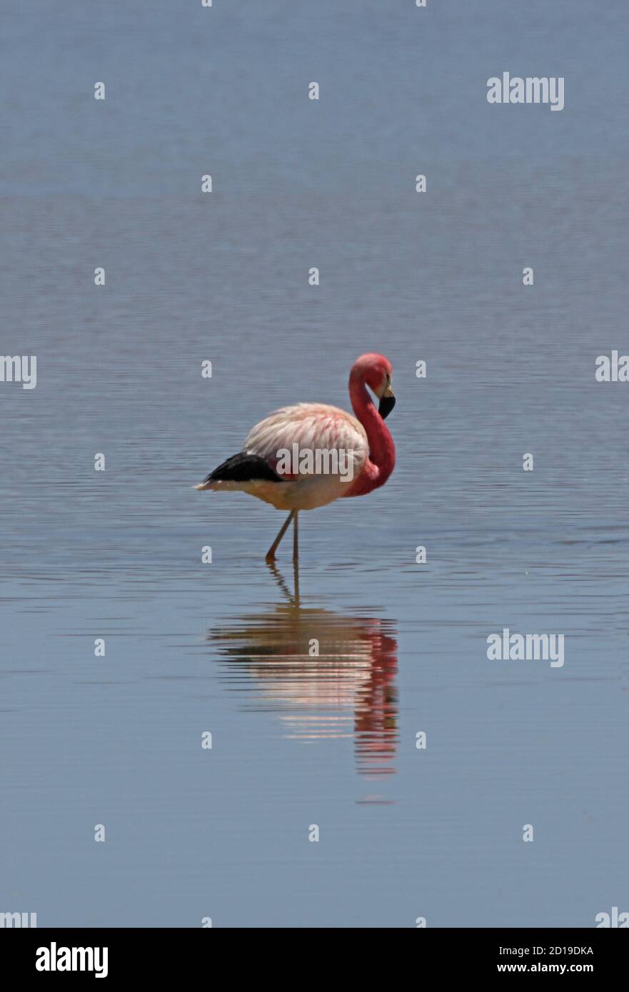 Anden Flamingo (Phoenicoparrus andinus) Erwachsene Spaziergang im Salzsee Salta, Argentinien Januar Stockfoto