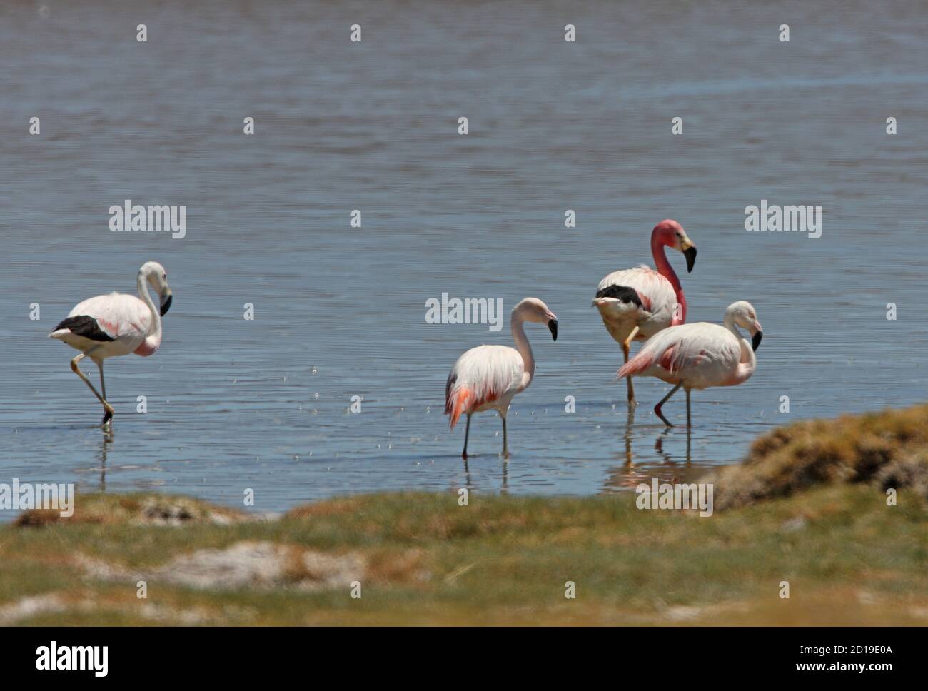 Anden Flamingo (Phoenicoparrus andinus) Erwachsene und drei immatries in seichtem Wasser Salta, Argentinien Januar Stockfoto