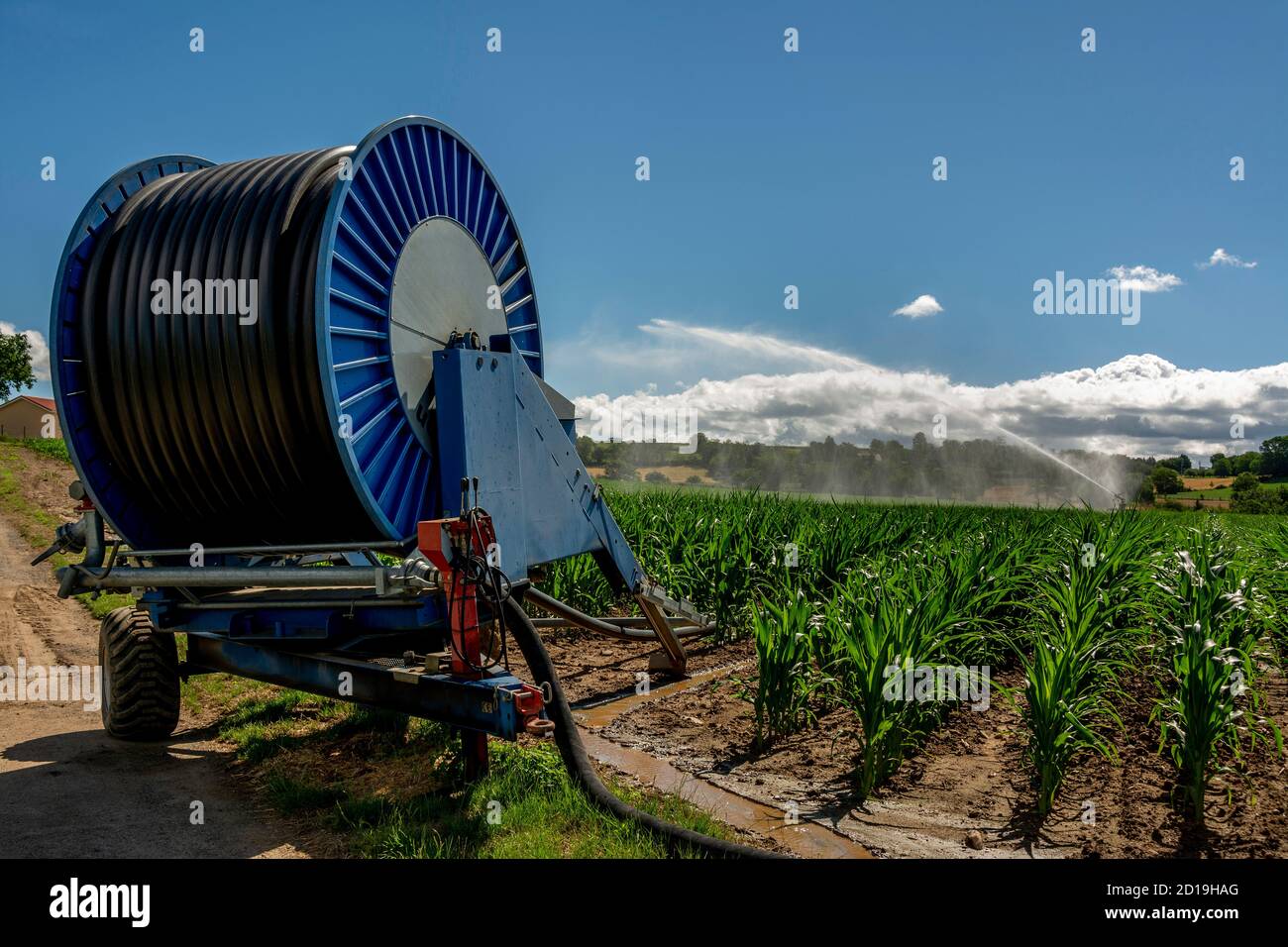 Sprinkleranlage in einem Maisfeld, Abteilung Puy de Dome, Auvergne Rhone Alpes, Frankreich' Stockfoto