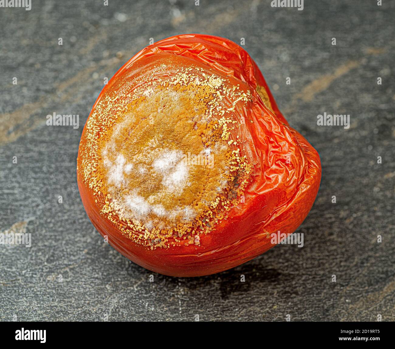 Tomate mit Anthraknose (Colletotrichum coccodes) Pilzinfektion. Teil der Fotosequenz. Stockfoto