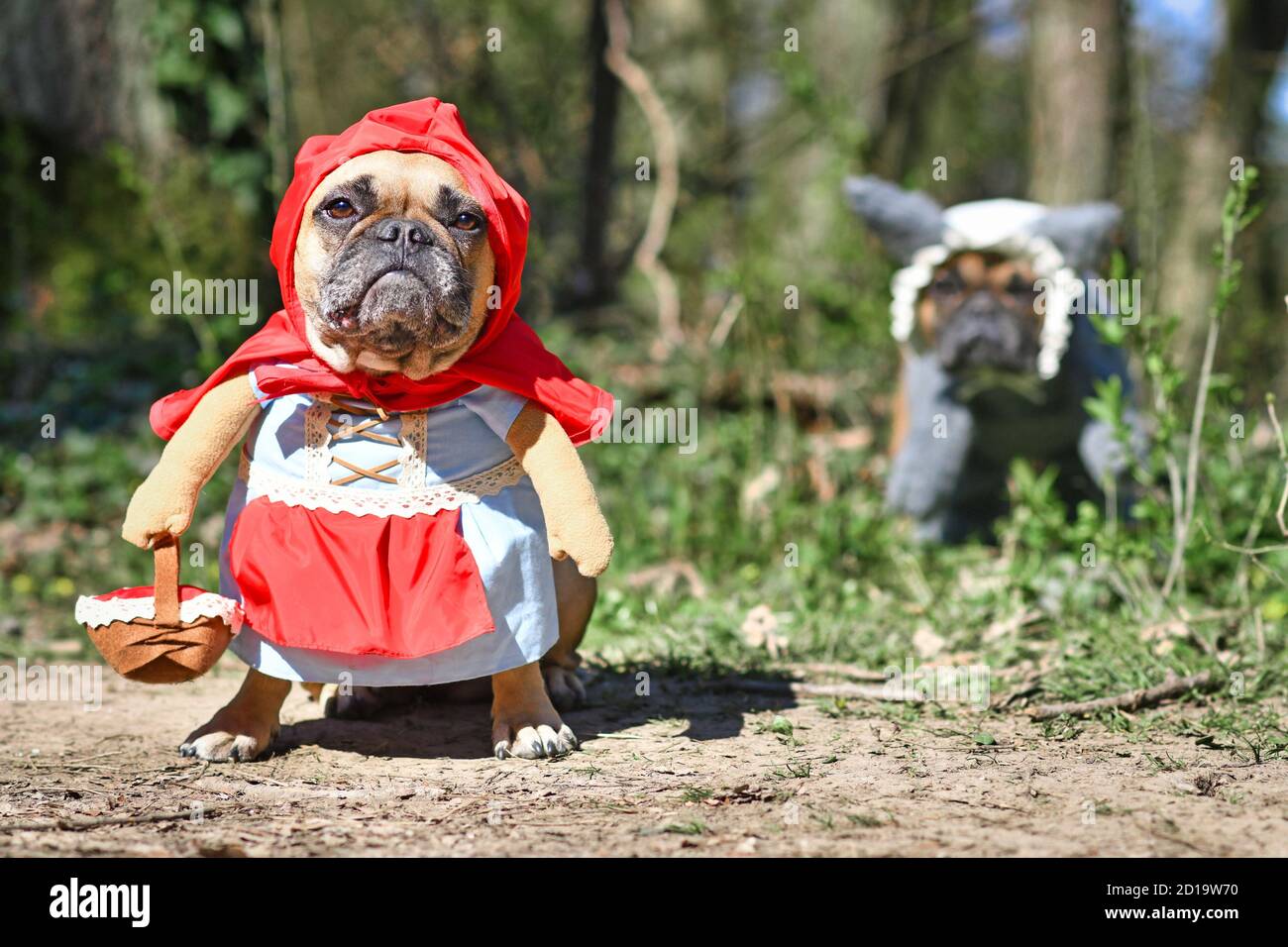 Lustige französische Bulldogge Hunde verkleidet mit Halloween Kostüm als Märchenfigur Rotkäppchen mit gefälschten Waffen und Korb mit großem bösen Wolf Stockfoto