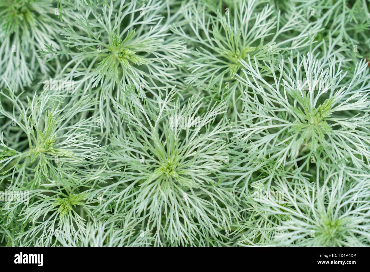 Artemisia schmidtiana oder Nana ist eine kompakte, semi immergrüne Staude, die einen niedrigen, ausbreitenden Hügel bildet, mit weichen, silbrigen Blättern, die in Haare wie geteilt sind Stockfoto