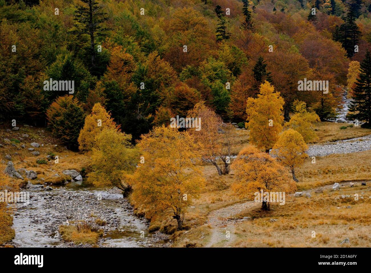 Gemischter Laubwald, Molières Tal, Aran, Lleida, Pyrenäen, Katalonien, Spanien, Europa Stockfoto