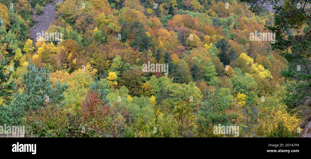 Mischwald, grüner Korridor des Flusses Veral, westliche Täler, Pyrenäengebirge, Provinz Huesca, Aragon, Spanien, europa Stockfoto