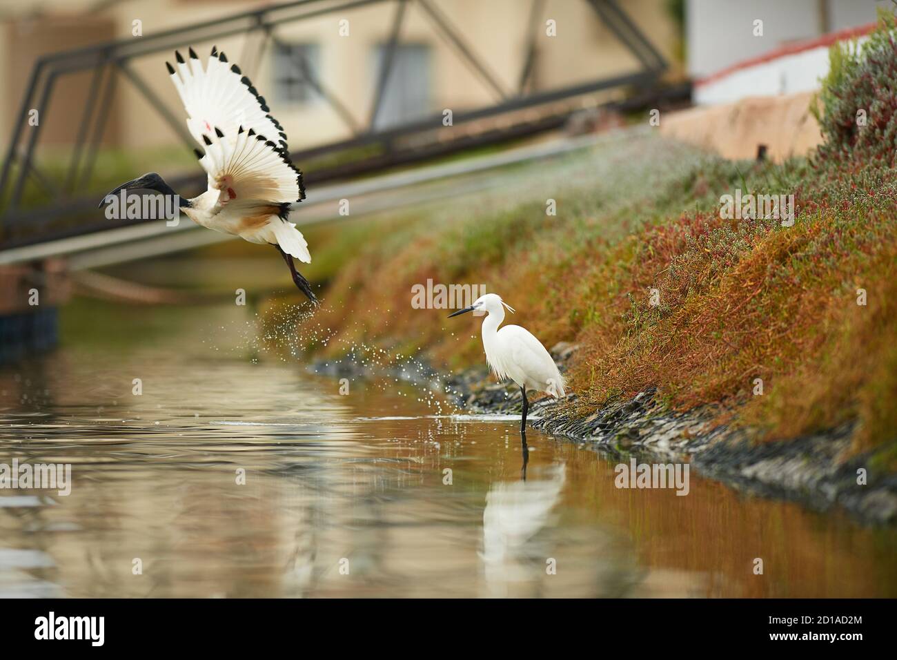 Das heilige Ibis fliegt weg, während Little Egret in Lower Berg River, Velddrif, Western Cape stationär ist Stockfoto