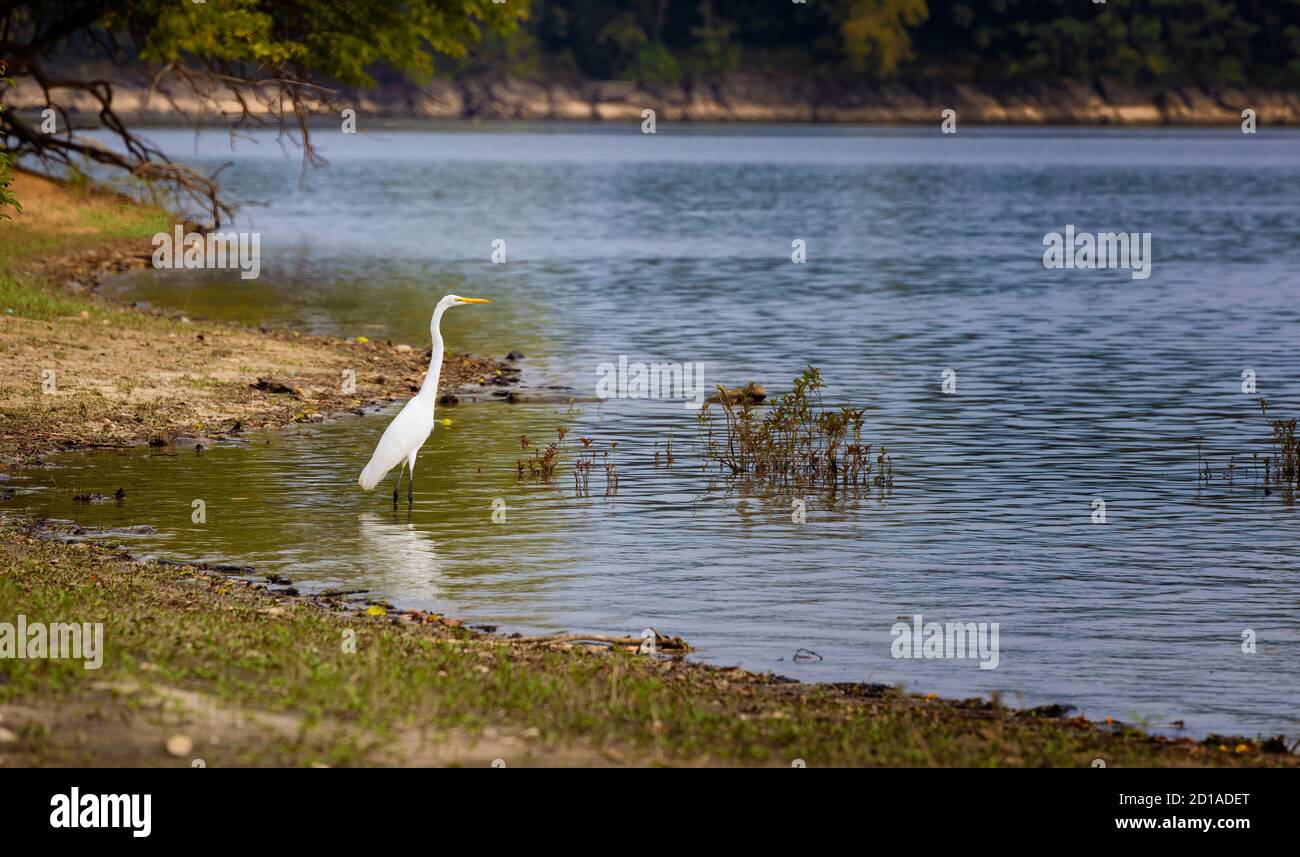 Great Egret jagt am Ufer des Rankin Bottoms Wildlife Refuge, nahe Newport, Tennessee. Stockfoto