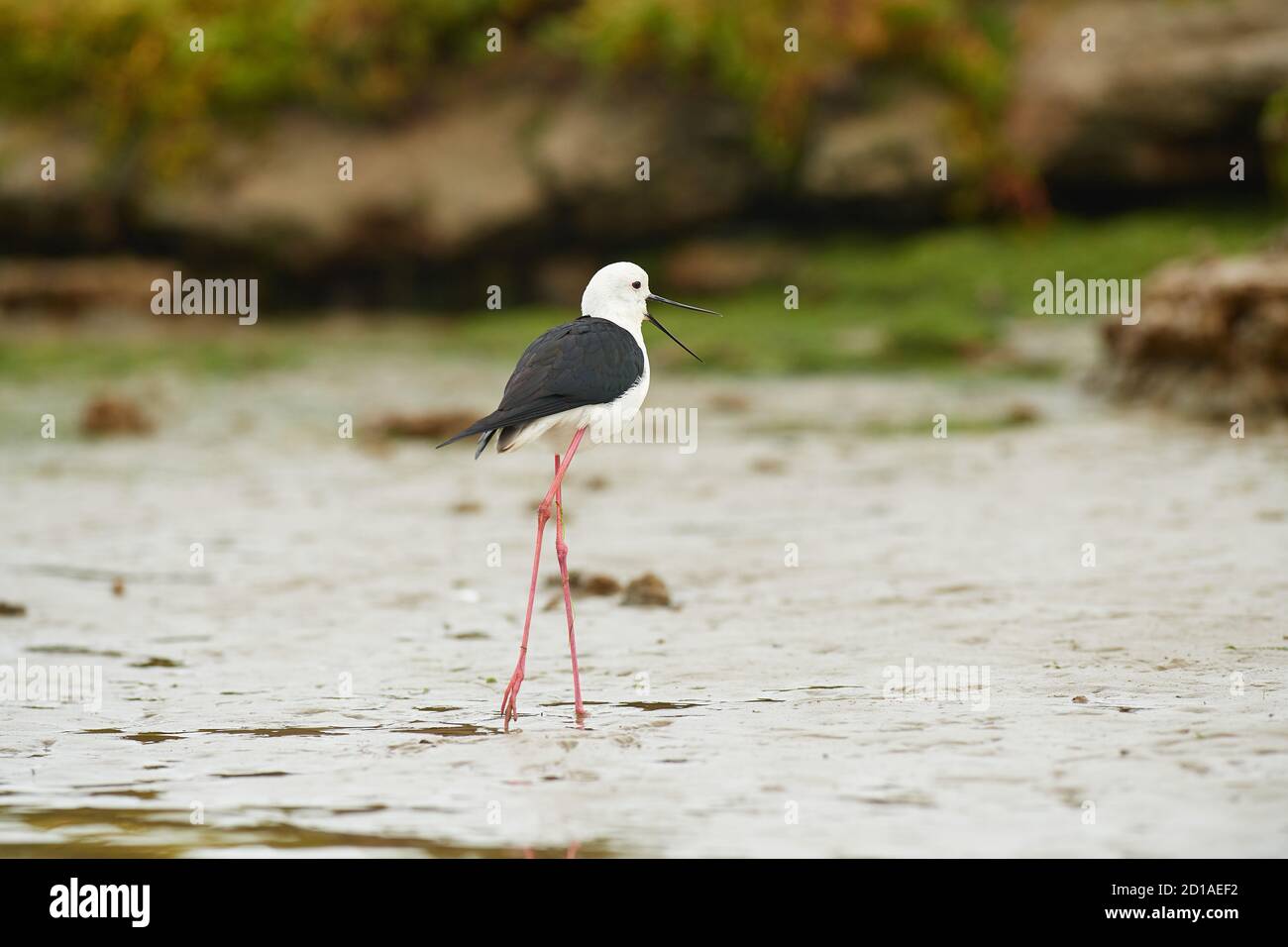 Black Winged Slip Fütterung in Lower Berg River, Velddrif, Western Cape Stockfoto