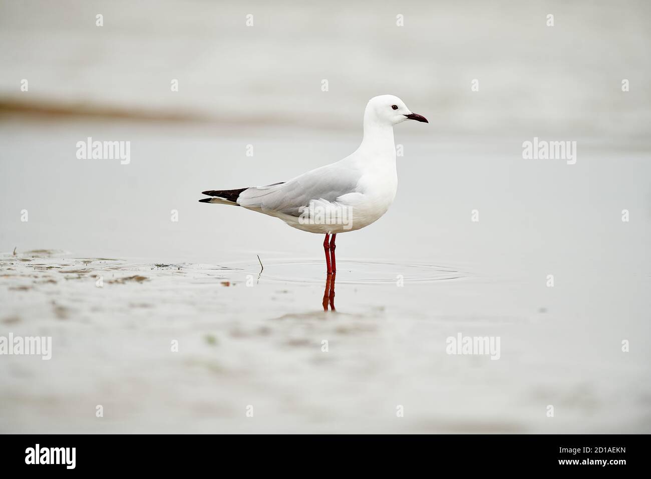 Hartlaub-Möwe in Lower Berg River, Velddrif, Western Cape Stockfoto