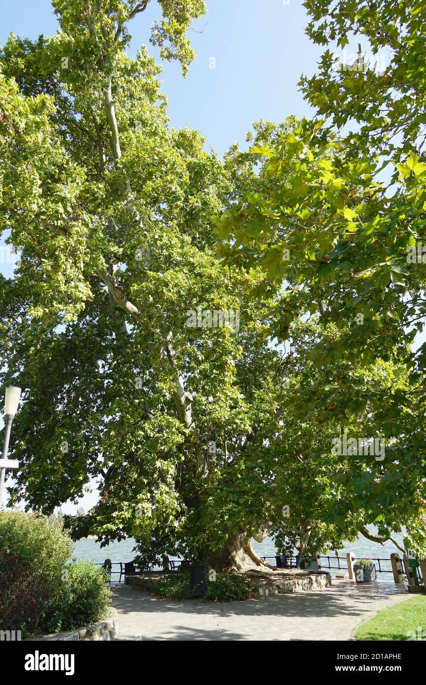 Alter Platanus-Baum, Platanus hybrida, Tata, Komárom-Esztergom County, Ungarn, Magyarország, Europa Stockfoto