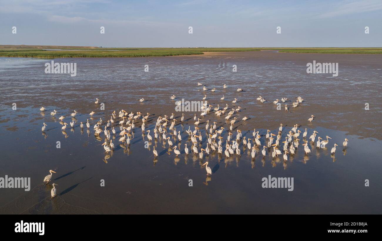 Weiße Pelikane (pelecanus onocrotalus) im Donaudelta, Rumänien Stockfoto