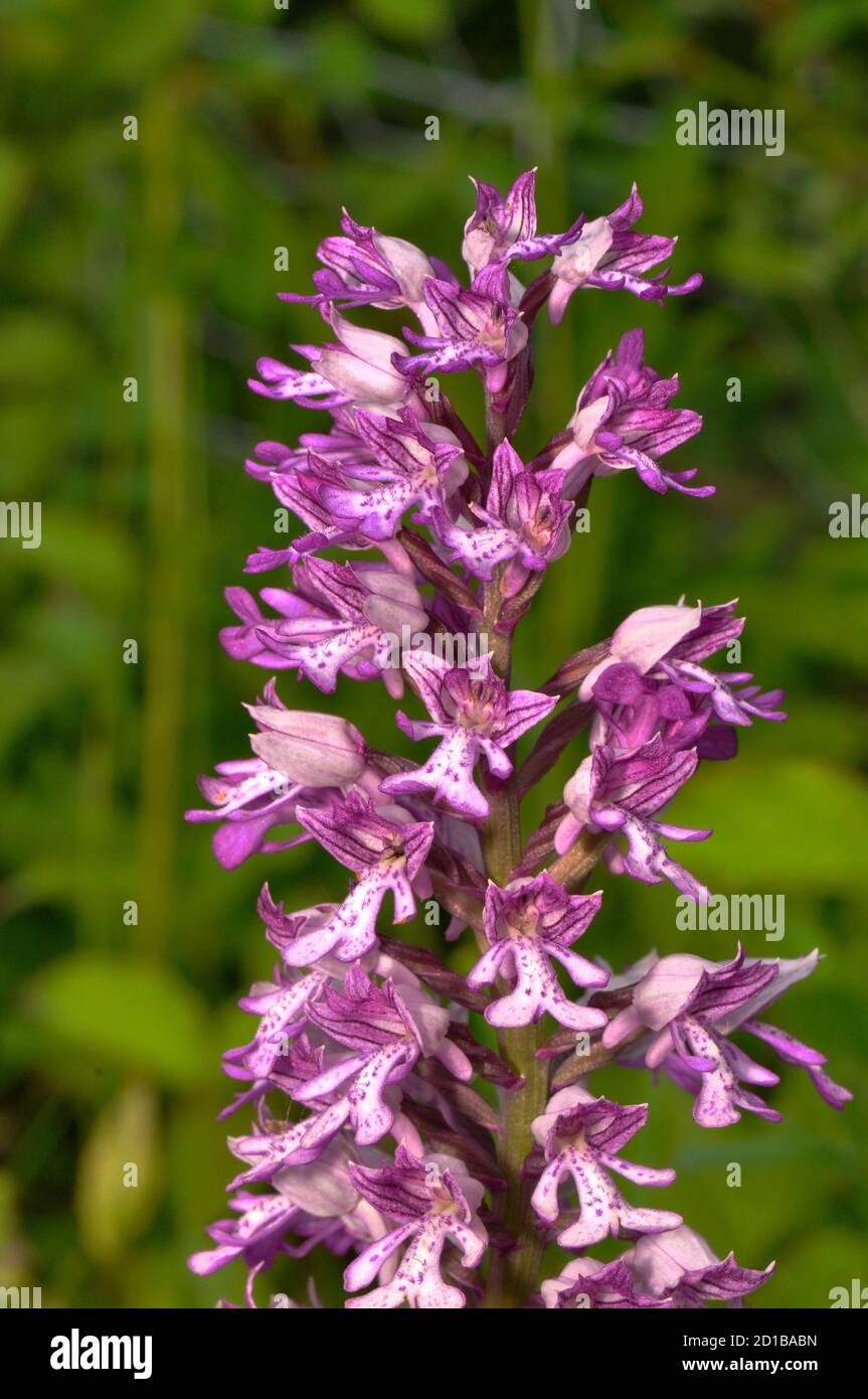 Military Orchid, Orchis militaris, selten, Buckinghamshire, Großbritannien Stockfoto