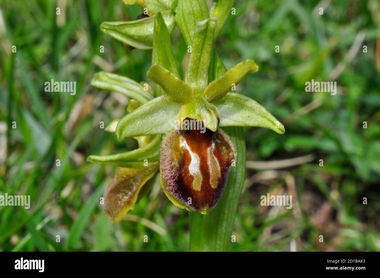 Frühe Spider Orchid 'Ophrys sphegodes', Blumen April und Mai, Cliff top Habitat, Purbeck, Dorset, Großbritannien. Stockfoto