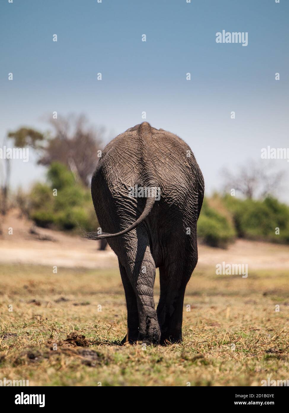 Elefantenblick von der Rückseite, Chobe Riverfront, Botswana Stockfoto