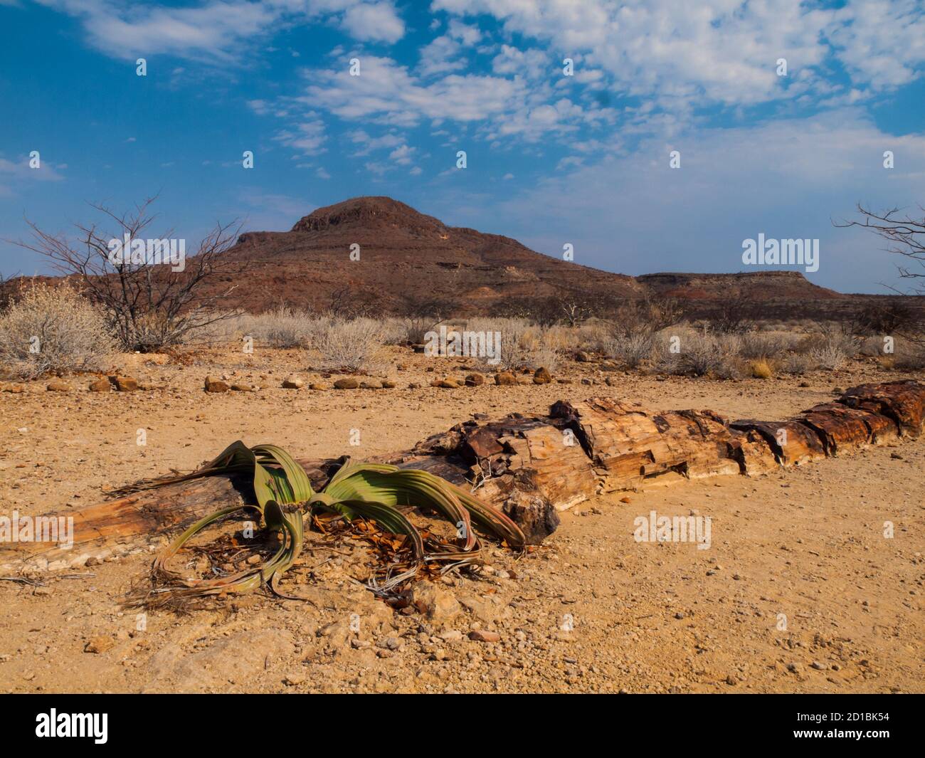 Landschaft am versteinerten Wald im Damaraland mit Welwitschia-Pflanze (Namibia) Stockfoto