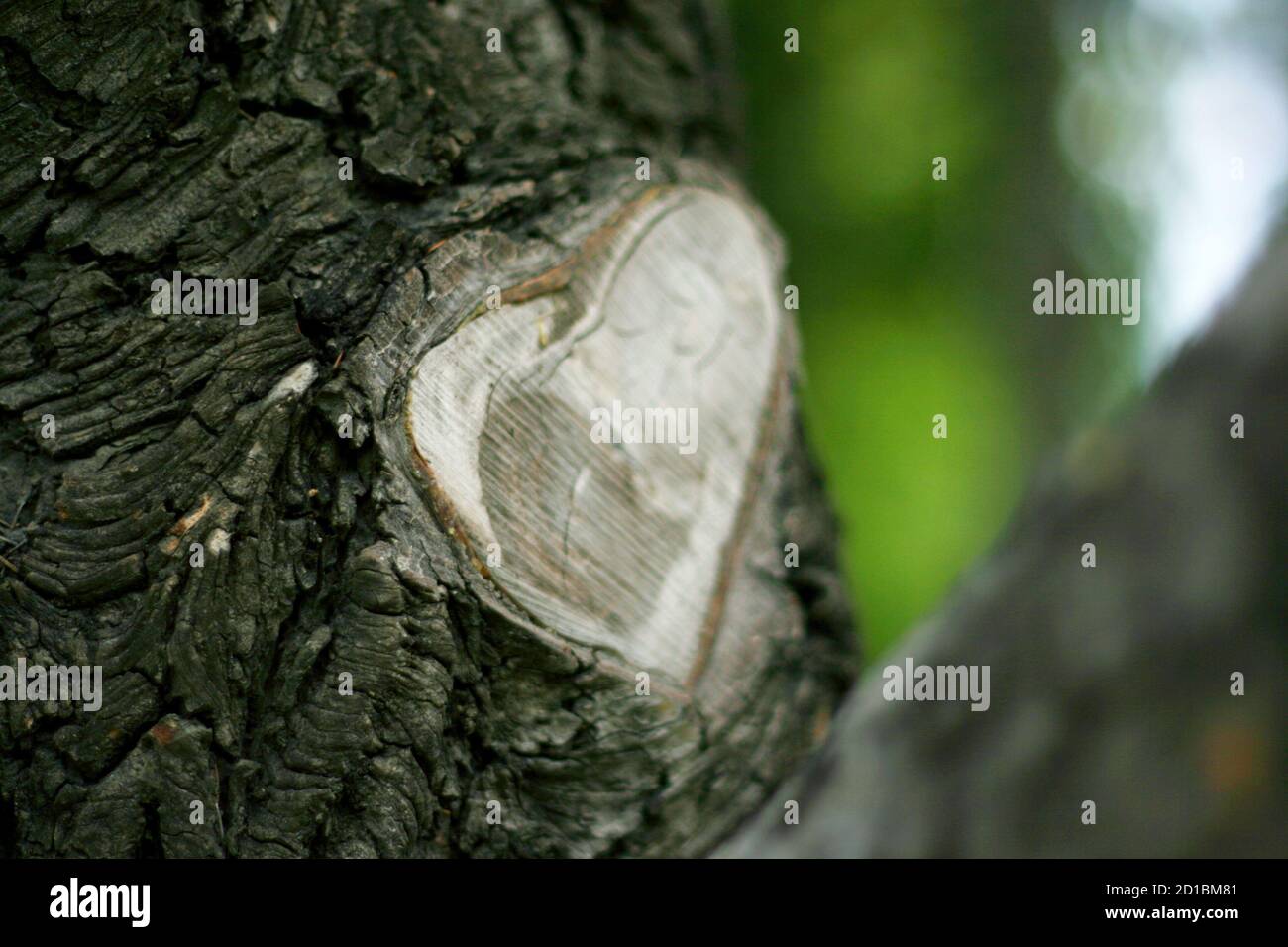 Der abgeschnittene Ast vom Baum wurde in Form eines Herzens geheilt. Töten Sie das Naturkonzept nicht. Stockfoto