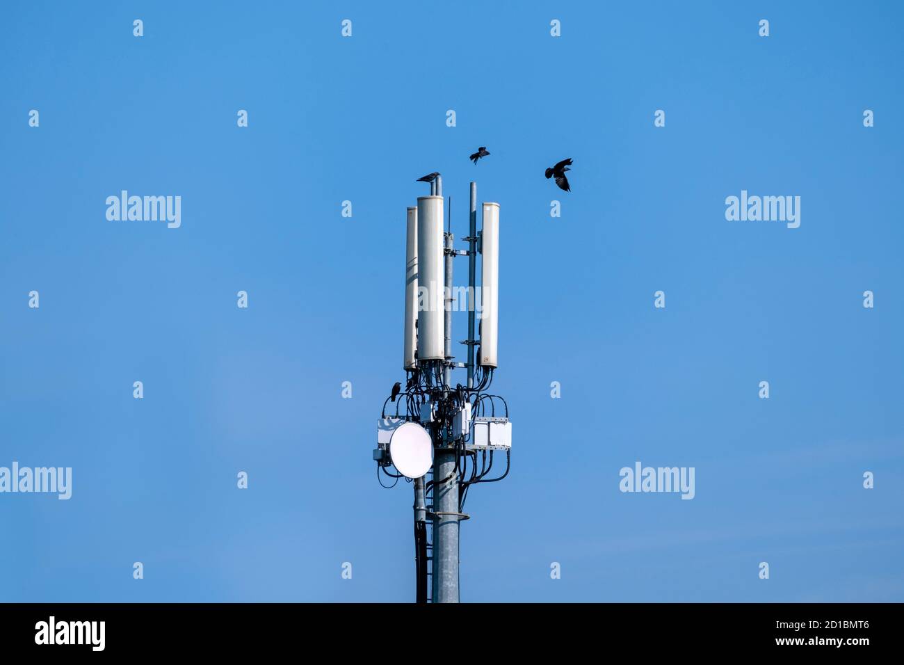Handy-Mast mit Saatkrähen. Norfolk, Großbritannien. Stockfoto