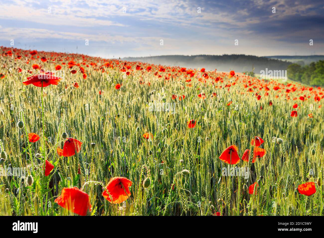 Mohn Feld im Herzen deutschlands Thüringen, die Sonne geht auf und gibt dem Mohn einen funkelnden Touch, Weckersdorf, Thüringen Stockfoto