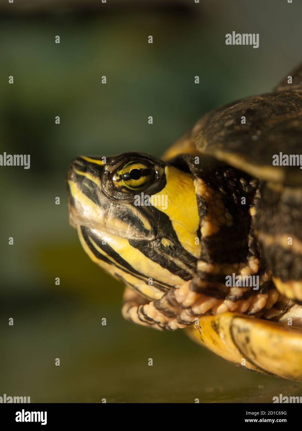 Detailansicht des Schildkrötenkopfes, Seitenansicht, Trachemys scripta elegans Stockfoto
