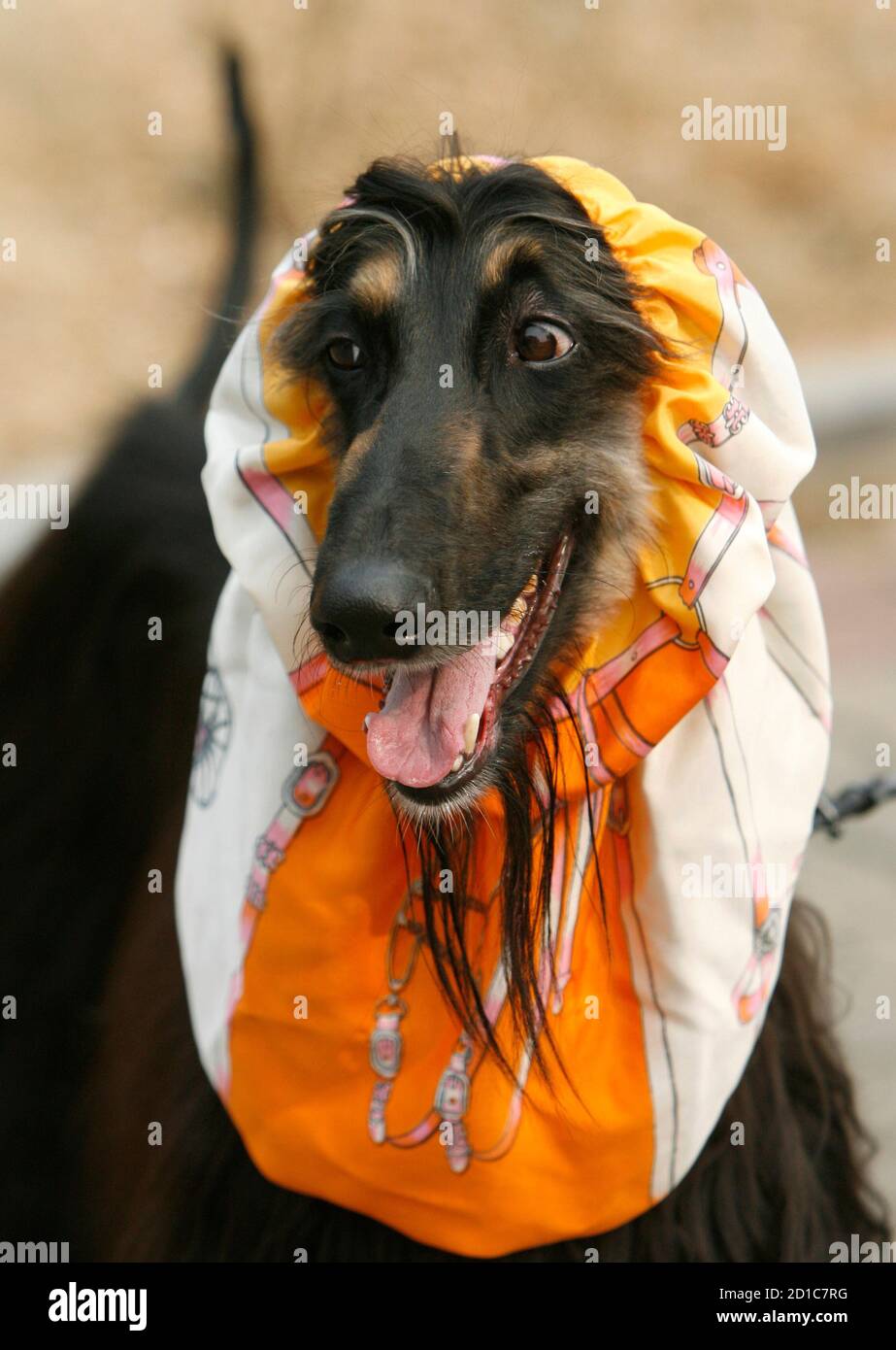 Snuppy der afghanische Windhund, der weltweit ersten Hund geklont von  adulten Zellen durch somatische nuklearen Zelltransfer ist während des  Telefonats Foto an der Seoul National University College of Veterinary  Medicine 12. März