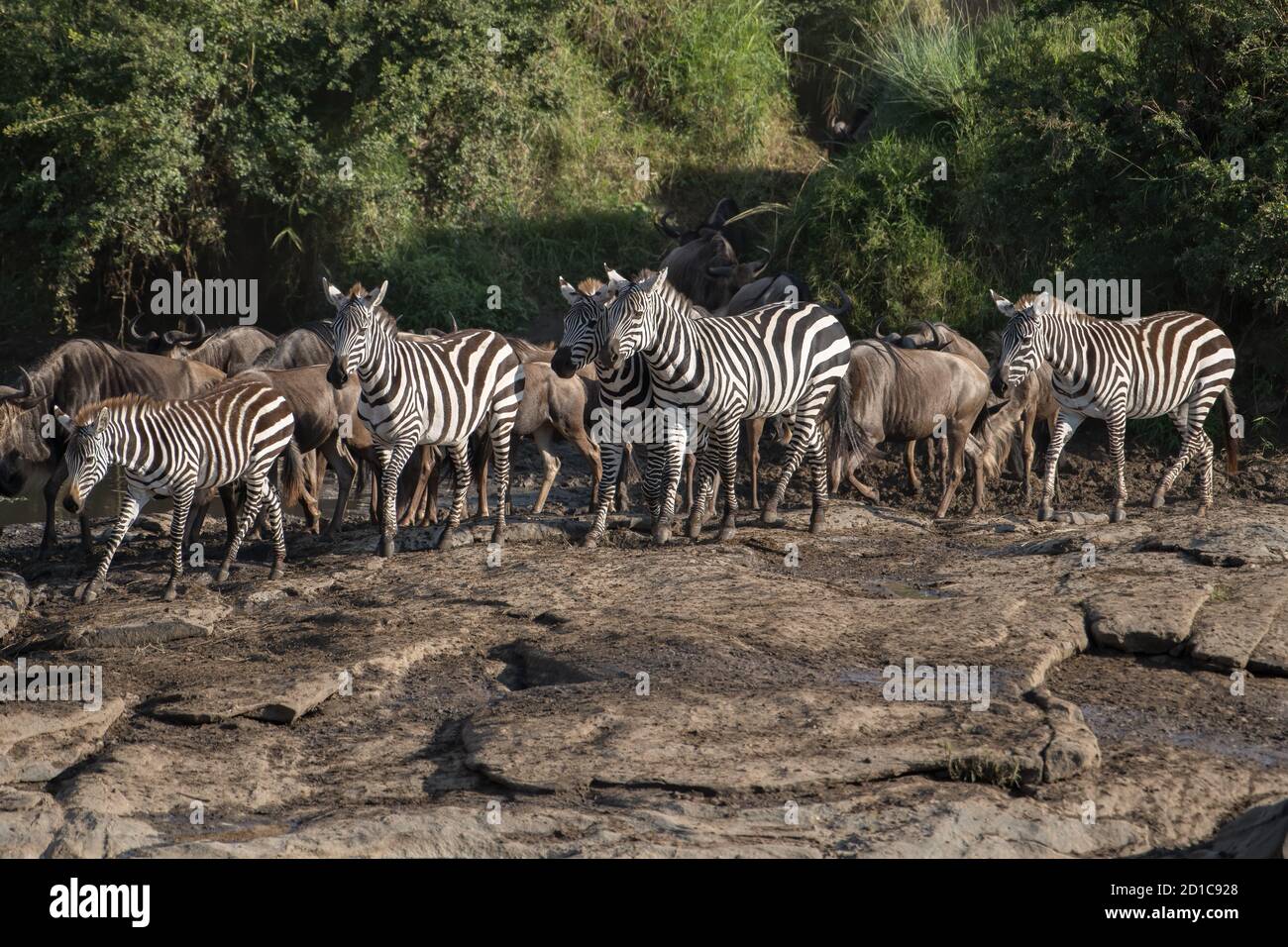 Eine Herde Zebras wird eine Blendung genannt. Diese Herde steht am Ufer und Paprika, um den Talek River in Kenia während der großen Migration zu überqueren. Horizontal Stockfoto